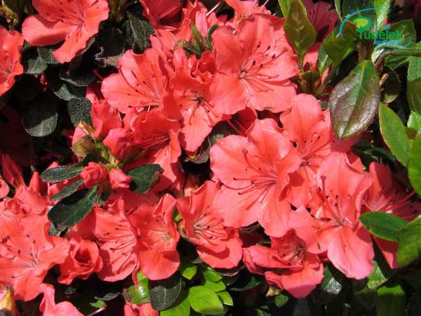 Azalia japońska Geisha Orange